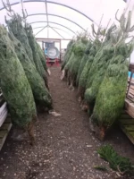 30 ft chrismas tree for sale