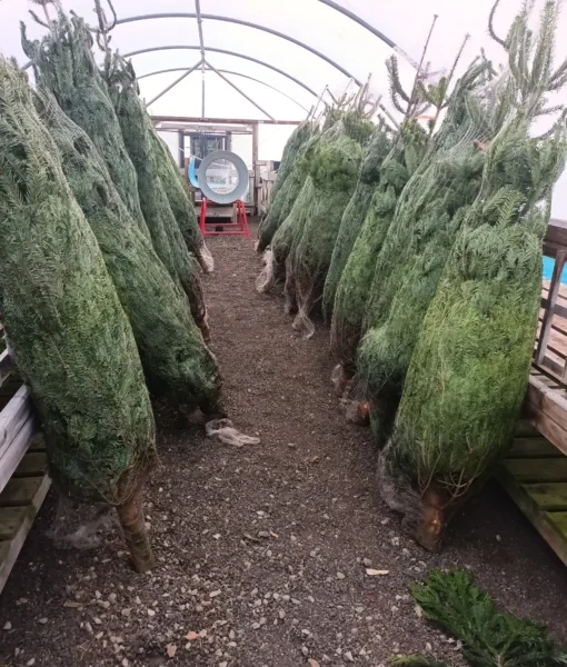 30 ft chrismas tree for sale