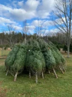 30 ft chrismas tree for sale - Image 4