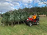 30 ft chrismas tree for sale - Image 3