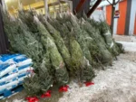 30 ft chrismas tree for sale - Image 2